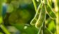 soy plantation with sky on the horizon and macro details